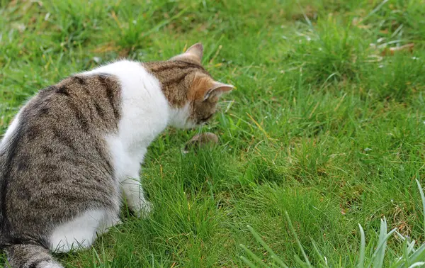 Evcil kedi, içgüdüsel fare avcısı.