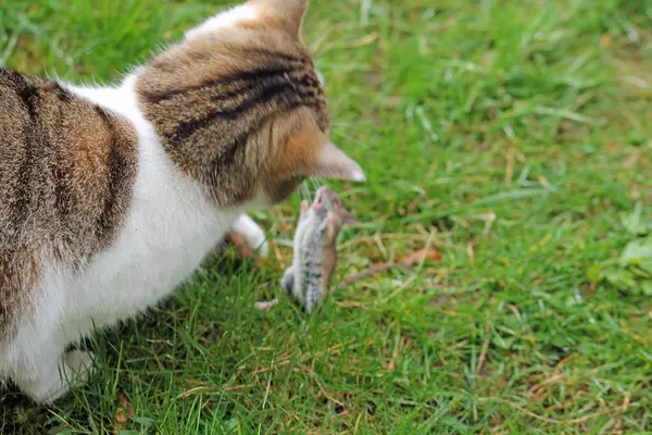 Evcil kedi, içgüdüsel fare avcısı.