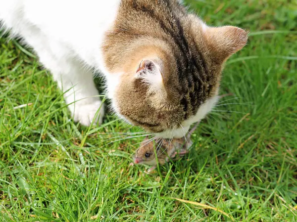 Evcil kedi, içgüdüsel fare avcısı.
