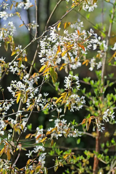 Nisan 'da açan Bakır kaya armudu