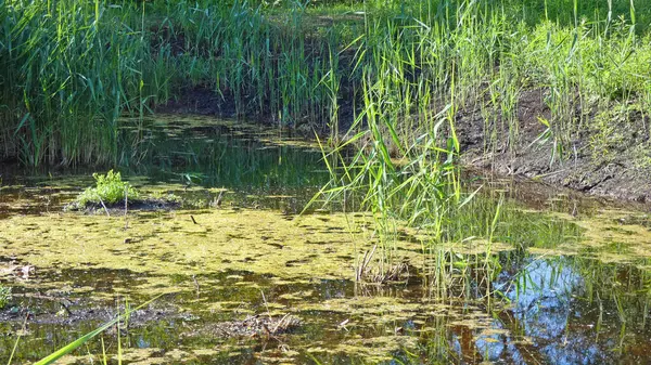 havuz kurbağası habitat suyunda
