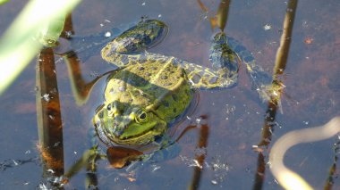 havuz kurbağası habitat suyunda