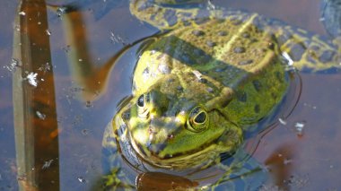 havuz kurbağası habitat suyunda