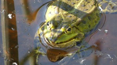 havuz kurbağası habitat suyunda