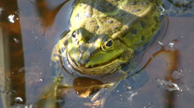 havuz kurbağası habitat suyunda