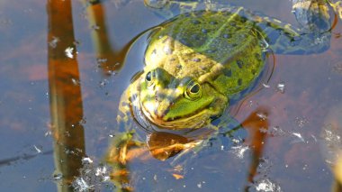 havuz kurbağası habitat suyunda