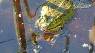 havuz kurbağası habitat suyunda