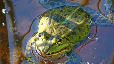 havuz kurbağası habitat suyunda