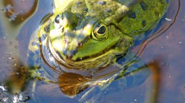 havuz kurbağası habitat suyunda