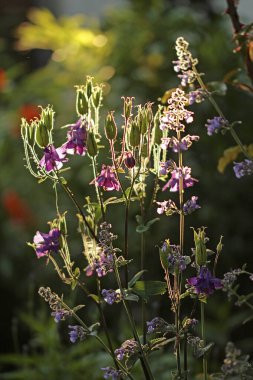 Mor sütunlar arka planda çiçekler