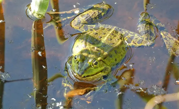 havuz kurbağası habitat suyunda