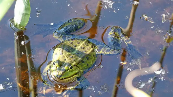 havuz kurbağası habitat suyunda