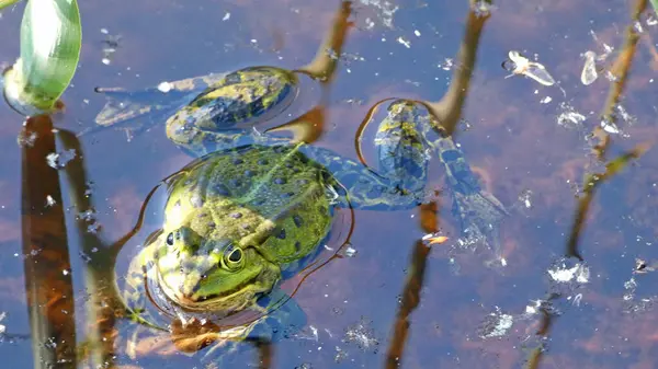 havuz kurbağası habitat suyunda