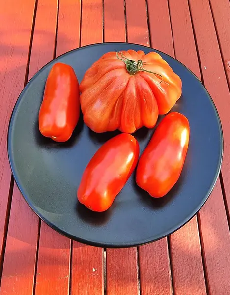Coer de bauef ve San Marzano, öküz kalbi ve şişe domates.