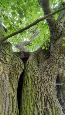 Evessen 'in kargaşası Aşağı Saksonya' daki Evessen 'de büyük bir mezarlık.