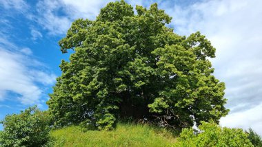 Evessen 'in kargaşası Aşağı Saksonya' daki Evessen 'de büyük bir mezarlık.