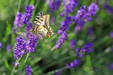 Lavanta çiçekli kelebek. seçici odak.