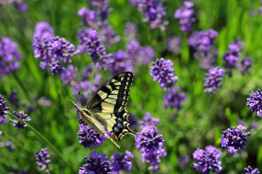 güzel kelebek ve çiçek