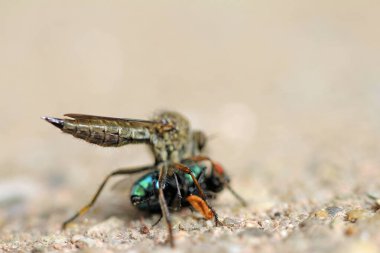 Sıradan hırsız sineği altın sineği emiyor.