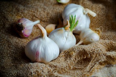 Mutfakta siyah arka planda sarımsak. Baharatlı bir sebze.