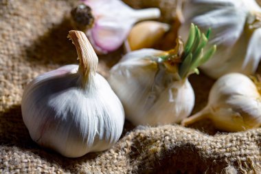 Mutfakta siyah arka planda sarımsak. Baharatlı bir sebze.