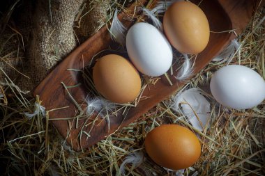Çiğ tavuk yumurtası, kuru otların arka planında.
