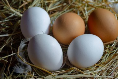 Çiğ tavuk yumurtası, kuru otların arka planında.