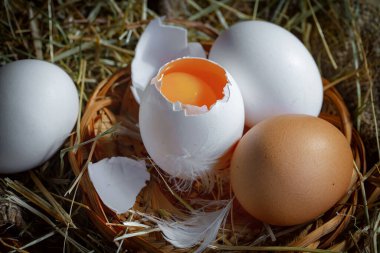 Çiğ tavuk yumurtası, kuru otların arka planında.
