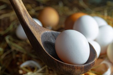 Çiğ tavuk yumurtası, kuru otların arka planında.
