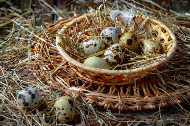 Çiğ bıldırcın yumurtası, kuru otların arka planında.