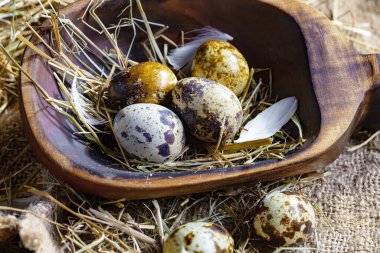 Çiğ bıldırcın yumurtası, kuru otların arka planında.