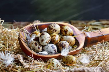 Çiğ bıldırcın yumurtası, kuru otların arka planında.