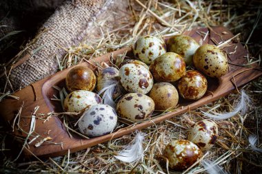Çiğ bıldırcın yumurtası, kuru otların arka planında.