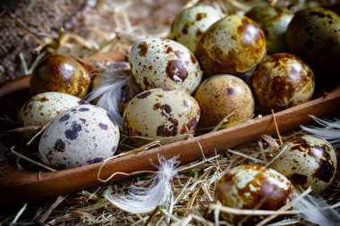 Çiğ bıldırcın yumurtası, kuru otların arka planında.