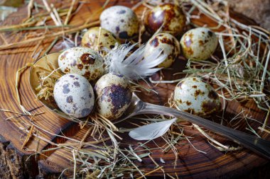 Çiğ bıldırcın yumurtası, kuru otların arka planında.