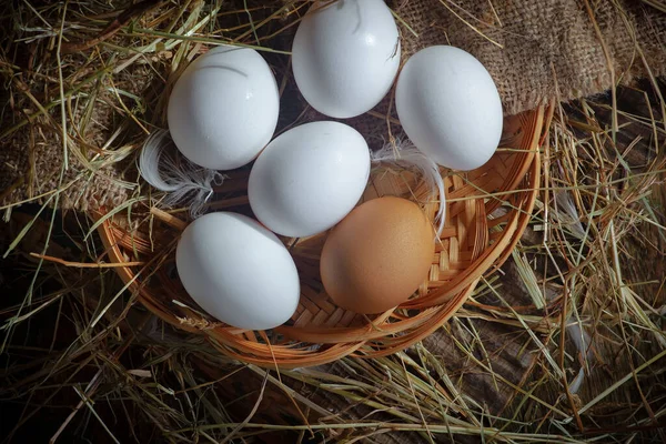 Çiğ tavuk yumurtası, kuru otların arka planında.