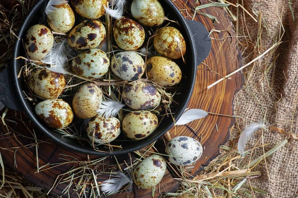 Çiğ bıldırcın yumurtası, kuru otların arka planında.