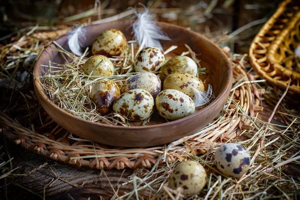 Çiğ bıldırcın yumurtası, kuru otların arka planında.