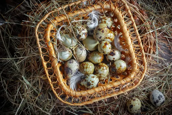 Αυγά Ορτυκιού Ωμά Στο Φόντο Του Ξηρού Χόρτου Royalty Free Φωτογραφίες Αρχείου