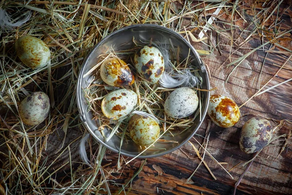 Αυγά Ορτυκιού Ωμά Στο Φόντο Του Ξηρού Χόρτου Εικόνα Αρχείου