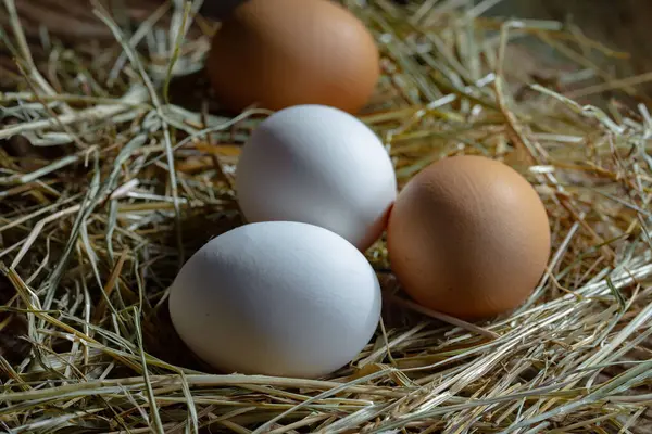 Αυγά Κοτόπουλου Ωμά Στο Φόντο Του Ξηρού Χόρτου Royalty Free Εικόνες Αρχείου