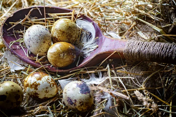 Αυγά Ορτυκιού Ωμά Στο Φόντο Του Ξηρού Χόρτου Φωτογραφία Αρχείου