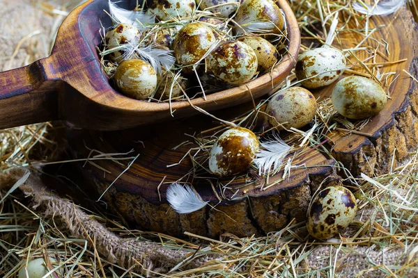 Αυγά Ορτυκιού Ωμά Στο Φόντο Του Ξηρού Χόρτου Εικόνα Αρχείου