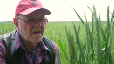 Gözlüklü, ekose gömlekli ve kırmızı beysbol şapkalı yaşlı bir çiftçi, olgunlaşan çavdar mahsulünü inceler ve dokunur, mavi bir gökyüzünün arka planına. Yavaş çekim.