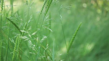 Yazın yeşil çimenler, hafif bir esintide sallanıyor, yazın, güneşli bir günde, doğada bir tarlada. Ağır çekim. Yakın plan..