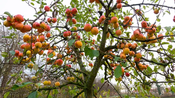 Ekologiczne Apetyczne Dojrzałe Czerwone Jabłka Jabłoni Sadu — Zdjęcie stockowe