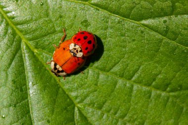 Uğur böceği yeşil yaprakta çiftleşiyor. Yukarıdan görüldü. Bir çift uğur böceği dalda çiftleşiyor. Bilimsel adı: Hippodamia tredecimpunctata