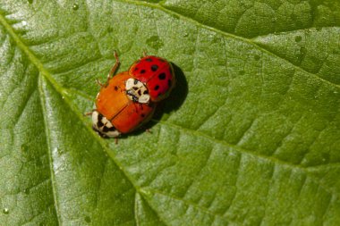 Ladybug mating on a green leaf. Seen from above. A pair of Ladybugs are mating on branch. Scientific name:Hippodamia tredecimpunctata clipart