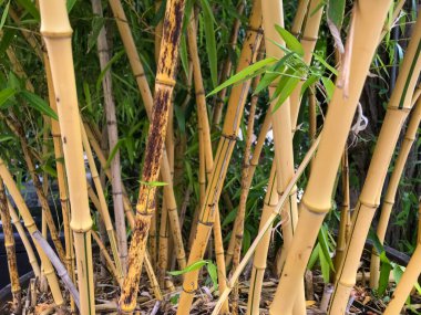 Yoğun bambu ormanlarını kapatın. Büyük türlerden bazılarının daha genç uçları günde yaklaşık 1 metre büyüyebilir..