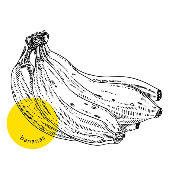 新鮮な熟したバナナの果実の束 クローズアップ 手描きのスケッチ インク ヴィンテージ彫刻 ラベル パッケージ ショップ 市場のためのデザイン要素 白の背景に隔離されたベクトル黒のイラストを刻ま — ストックベクタ